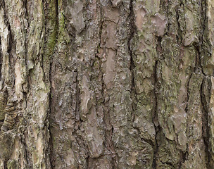 Image showing The bark of pine tree, background.