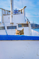 Image showing Cat On Board