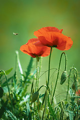 Image showing Two Poppy Flowers