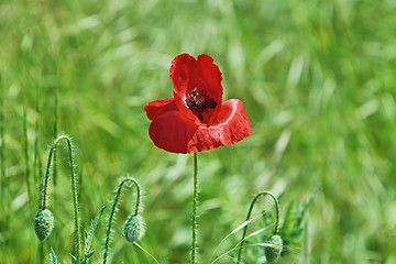 Image showing Red Poppy Flower