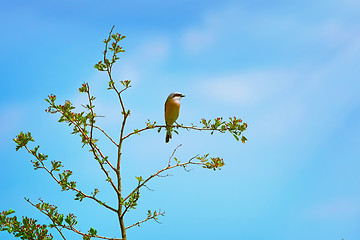 Image showing Red-backed Shrike (Lanius Collurio)