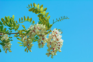 Image showing Acacia Branch over Blue