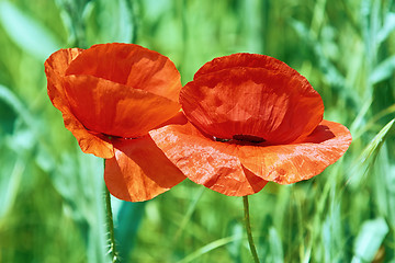 Image showing Poppy Flowers