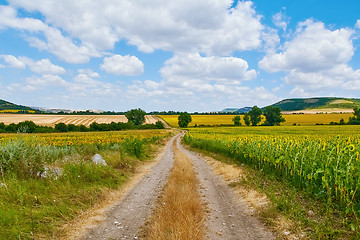 Image showing Country Road between Fields