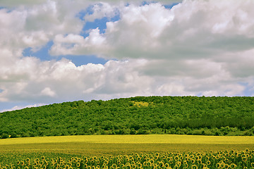 Image showing Sunflowers Field in Bulgaria