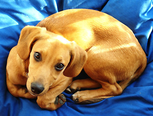 Image showing doggy on blue
