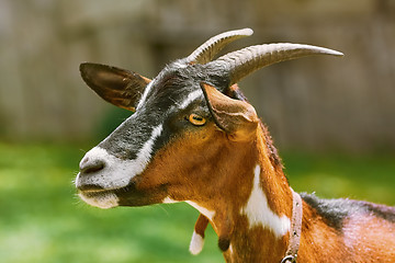 Image showing Portrait of Nanny Goat