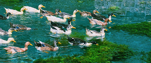 Image showing Ducks Swimming Down the River