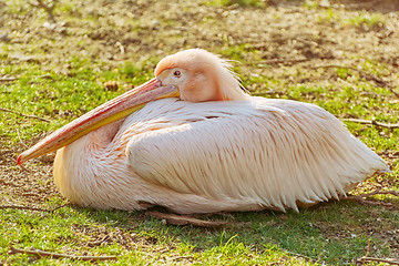 Image showing Great White Pelican