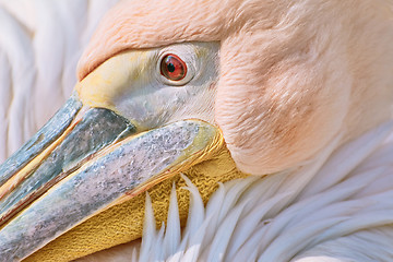 Image showing Portrait of Pelican