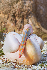 Image showing Great White Pelican