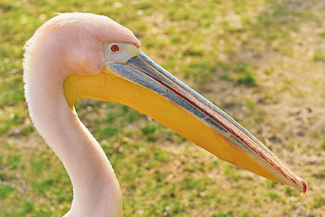 Image showing Portrait of Big Rosy Pelican 