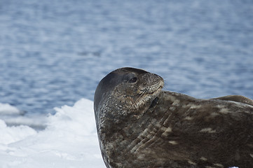 Image showing Weddell Seal laying on the ice