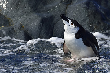 Image showing Chinstarp Penguin in the water