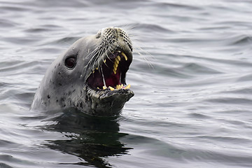 Image showing Crabeater seals in the water