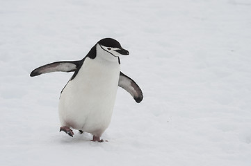 Image showing Chinstarp Penguin on the snow