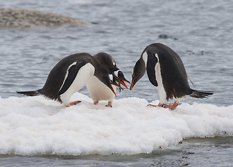 Image showing Gentoo Penguin on the ice