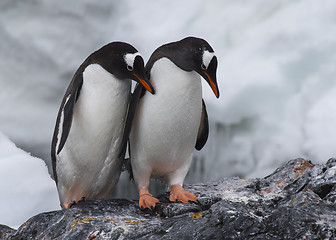 Image showing Gentoo Penguin on the rock