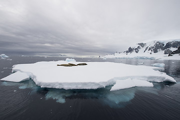 Image showing Crabeater Seal on the iceberg