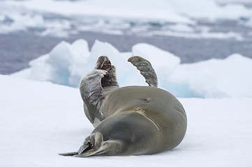 Image showing Crabeatre Seal laying on the ice