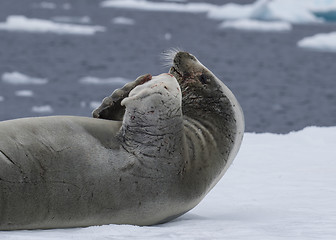 Image showing Crabeatre Seal laying on the ice