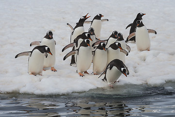 Image showing Gentoo Penguins on the ice