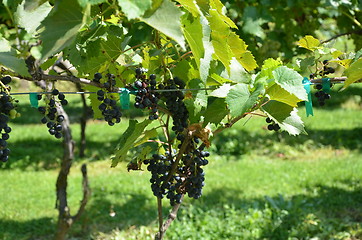 Image showing Mountain vineyard