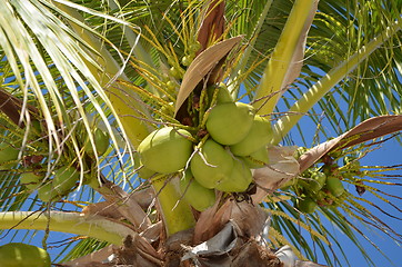 Image showing Palm tree cocouts