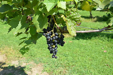 Image showing On the vine