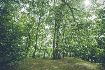 Image showing Birch trees in a forest