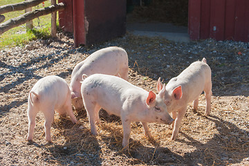 Image showing Pigs in a farmyard