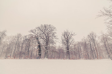 Image showing Trees in a winter landscape