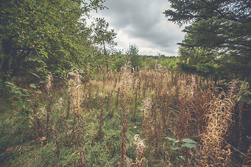 Image showing Withered wildflowers in a forest