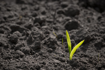 Image showing Green sprout growing in the soil