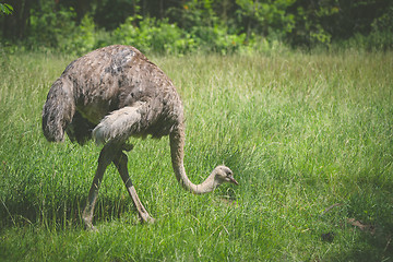 Image showing Ostrich walking on a green meadow