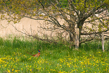 Image showing Meadow with yellow flowers and a pheasant