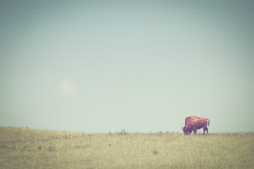 Image showing Bison on a green meadow