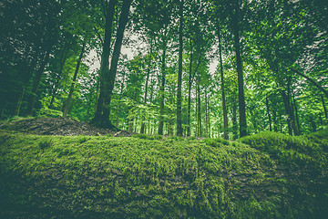 Image showing Moss on a wooden log