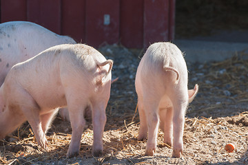 Image showing Pink piglets with curly tails