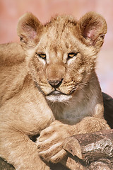 Image showing Portrait of Young Lion