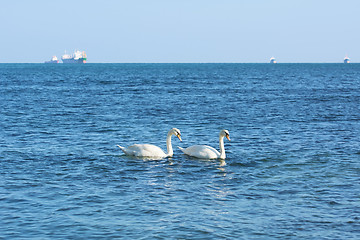 Image showing White Swans in the Black Sea