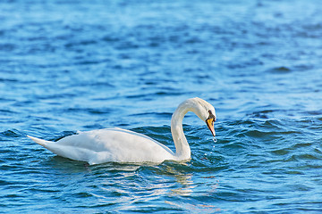 Image showing White Swan on Black Sea