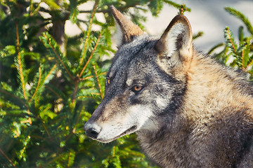 Image showing Portrait of Grey Wolf 