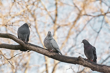 Image showing Doves on Tree
