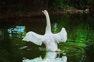 Image showing Flying up White Swan
