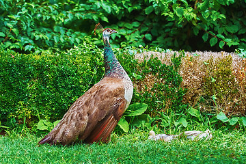 Image showing Peahen with Nestlings