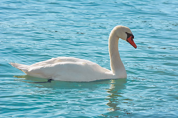 Image showing Swan on the Lake