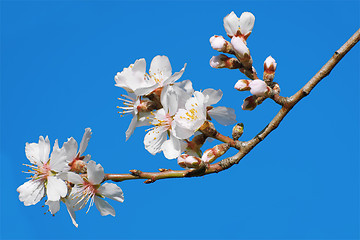 Image showing Spring Flowers on Branchlet
