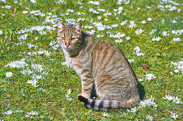 Image showing Cat on the Lawn