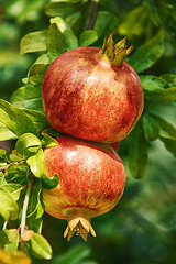 Image showing Mature Pomegranate Fruits